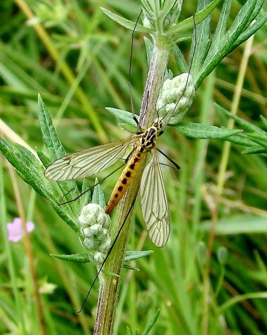 crane-fly